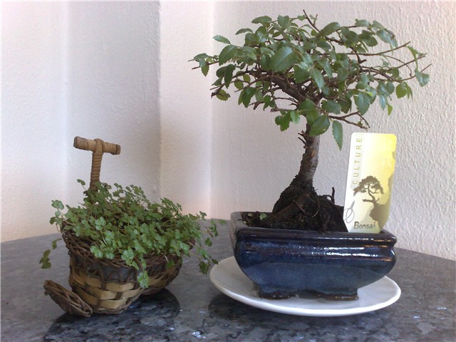 Bonsai drvo